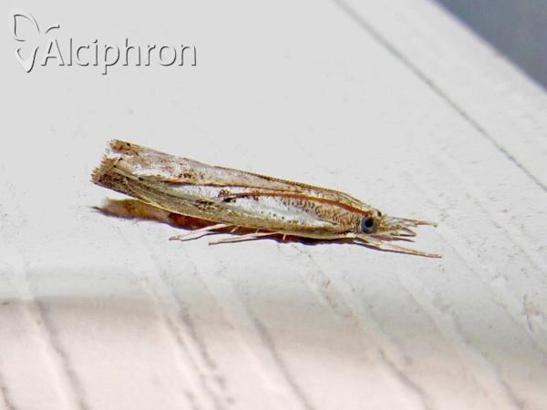 Agriphila inquinatella