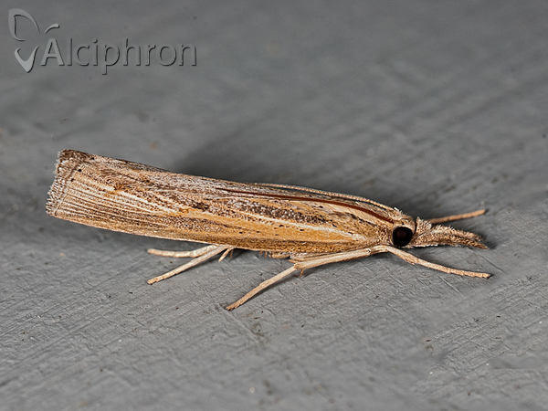 Agriphila inquinatella