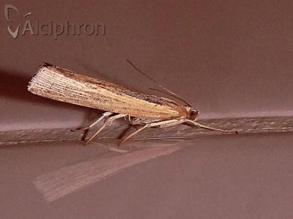 Agriphila inquinatella