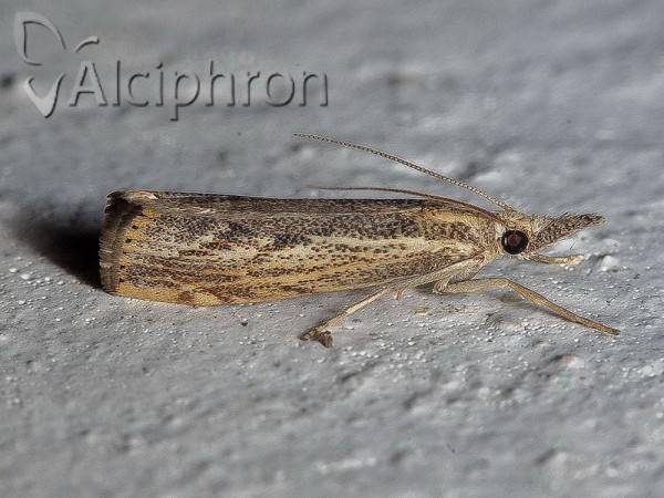Agriphila inquinatella