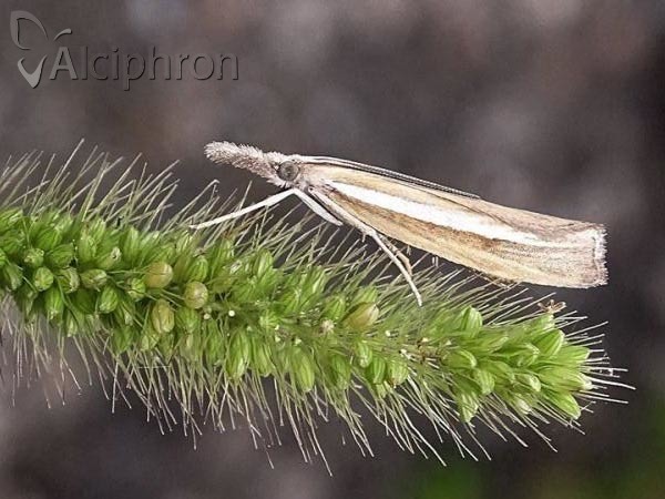 Agriphila latistria