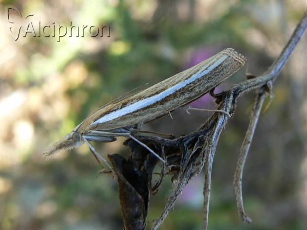 Agriphila latistria