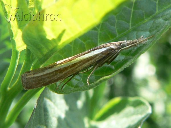 Agriphila latistria