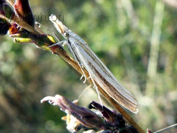 Agriphila latistria