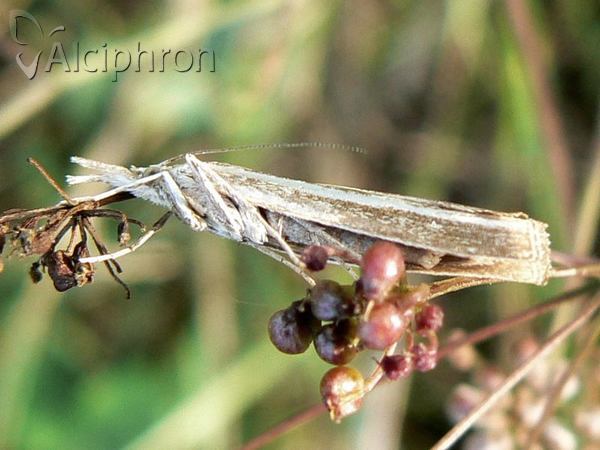 Agriphila latistria