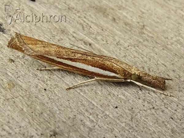 Agriphila latistria