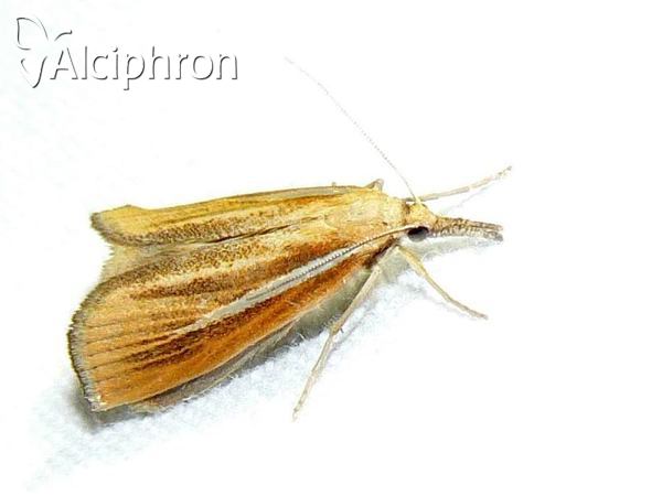 Agriphila selasella