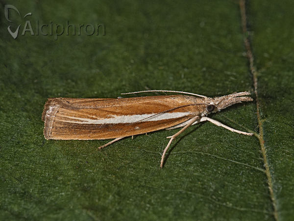 Agriphila selasella