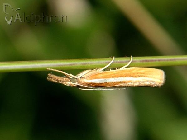 Agriphila selasella