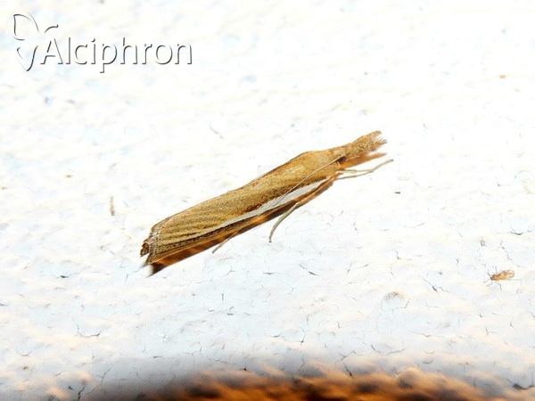 Agriphila selasella