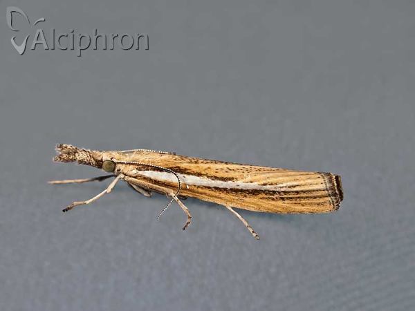 Agriphila selasella