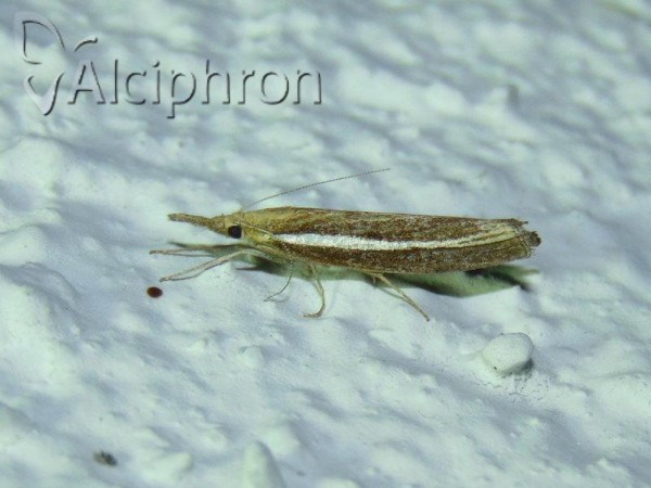 Agriphila selasella
