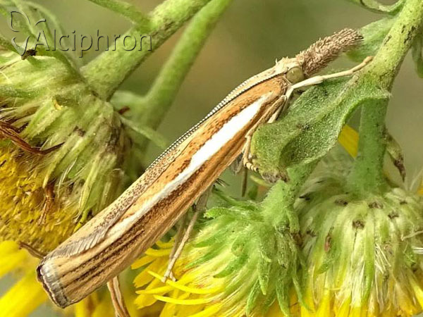 Agriphila selasella