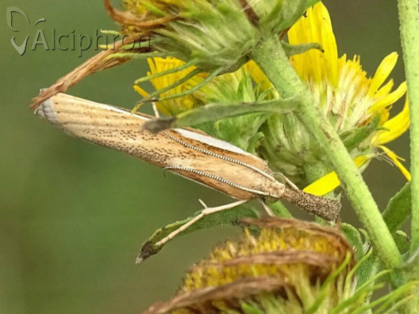 Agriphila selasella