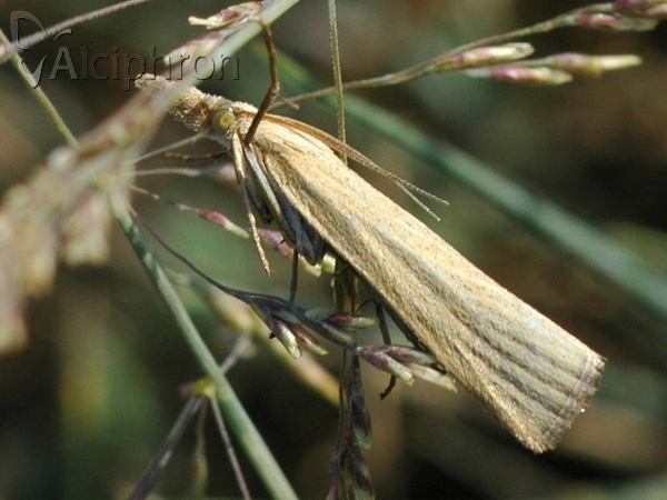 Agriphila straminella