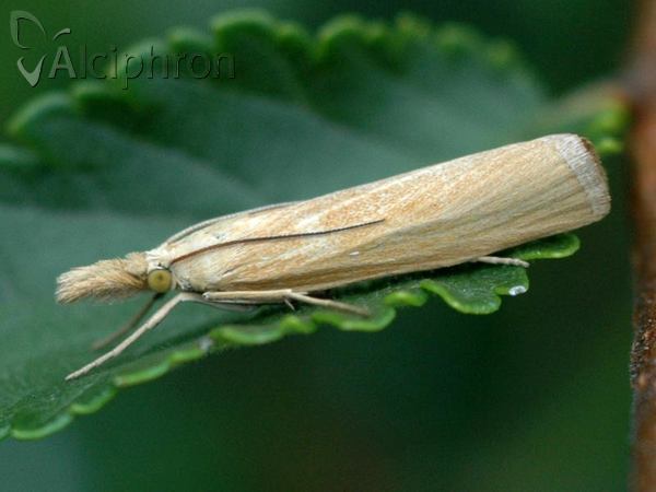 Agriphila straminella