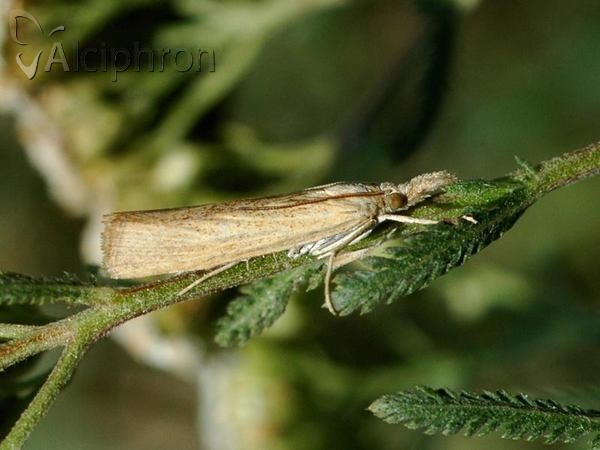 Agriphila straminella
