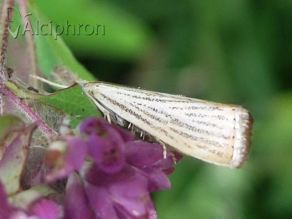 Agriphila straminella