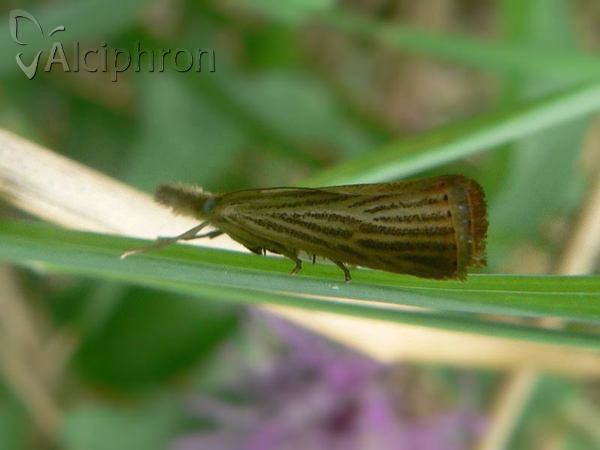 Agriphila straminella