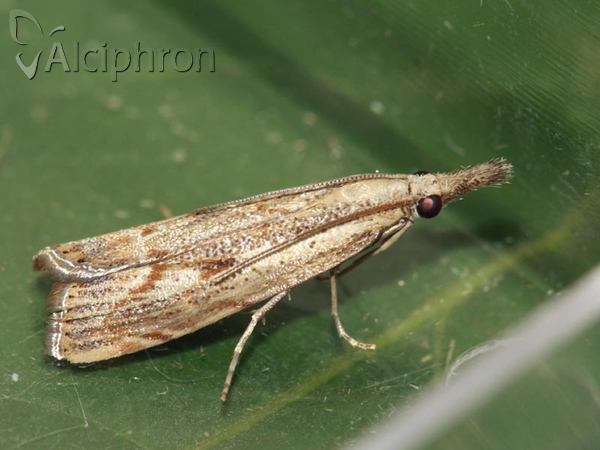 Agriphila geniculea