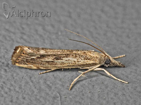 Agriphila geniculea