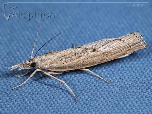 Agriphila geniculea