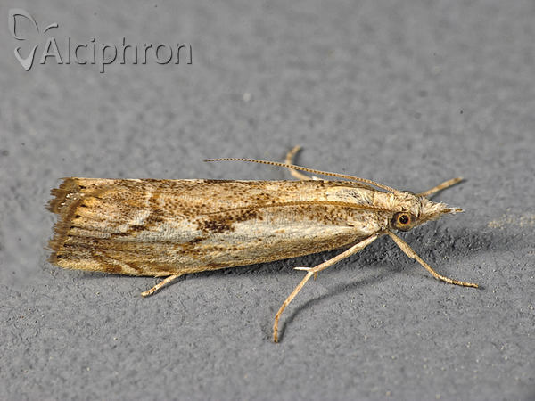 Agriphila geniculea