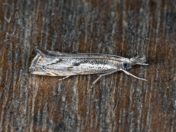 Agriphila geniculea