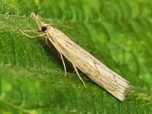 Agriphila geniculea