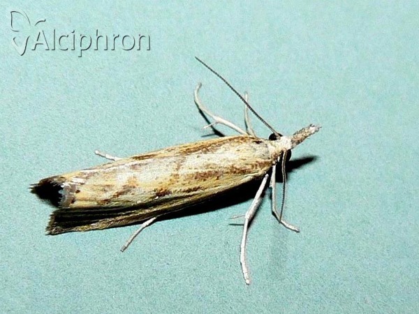 Agriphila geniculea
