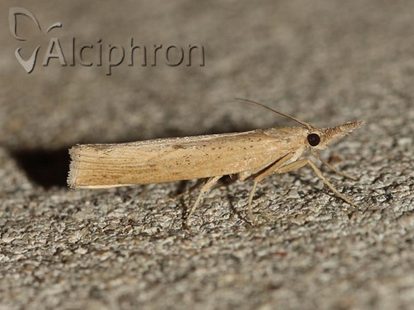 Agriphila geniculea