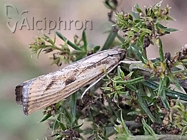 Agriphila geniculea