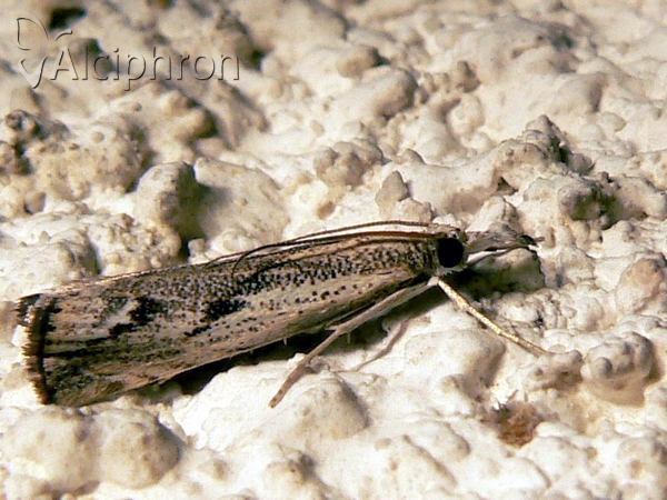 Agriphila tolli