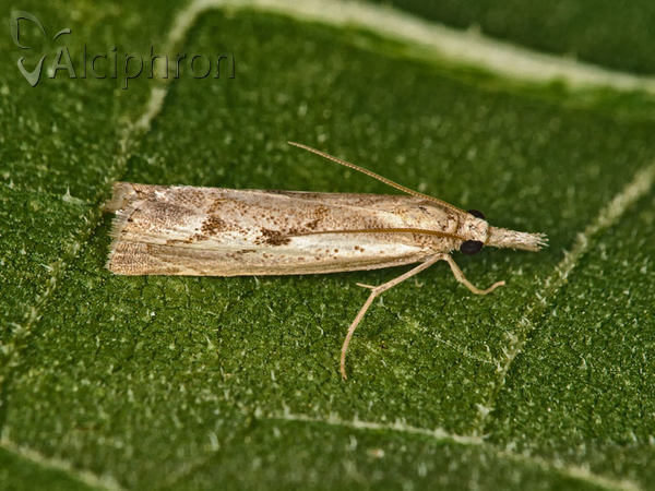 Agriphila tolli