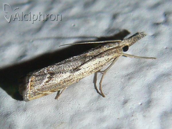 Agriphila tolli