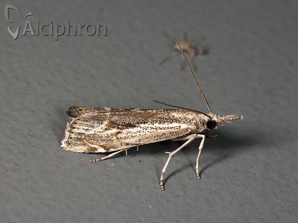 Agriphila tolli