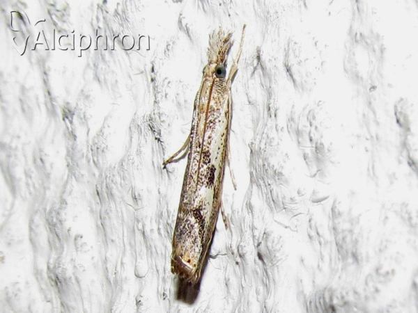 Agriphila tolli