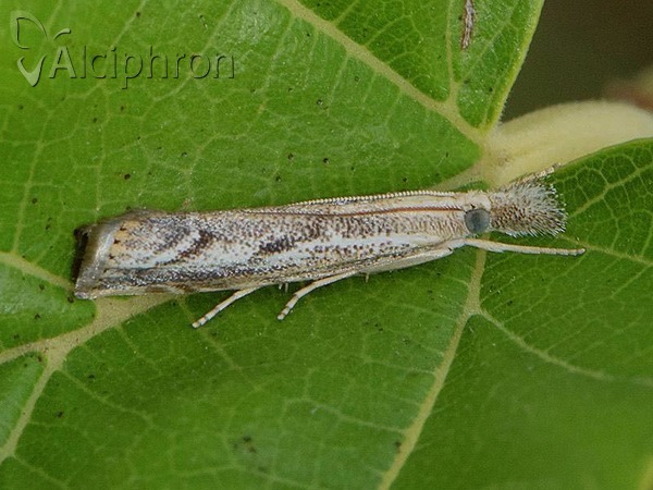 Agriphila tolli