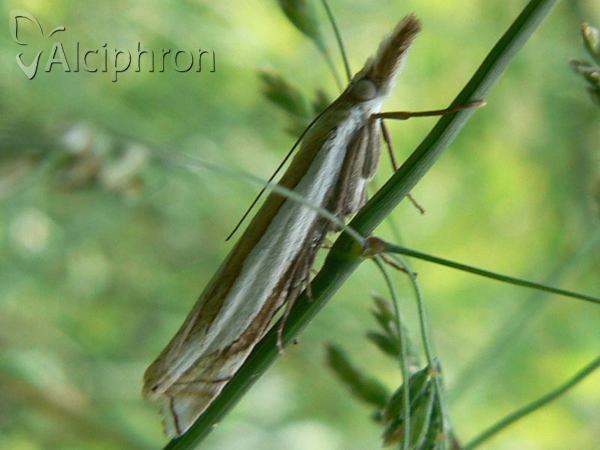 Crambus pascuella