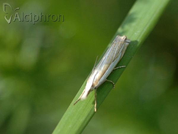 Crambus pascuella