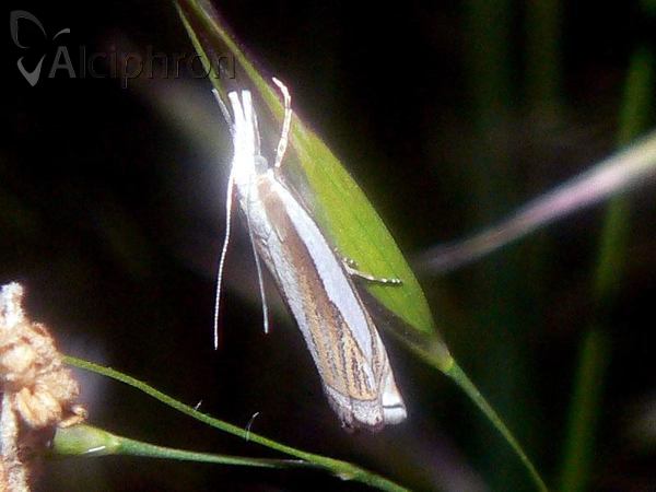 Crambus pascuella