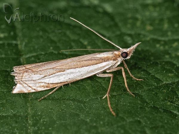 Crambus pascuella