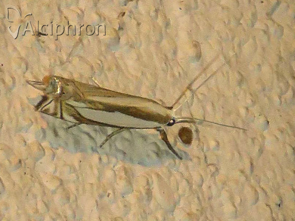 Crambus pascuella