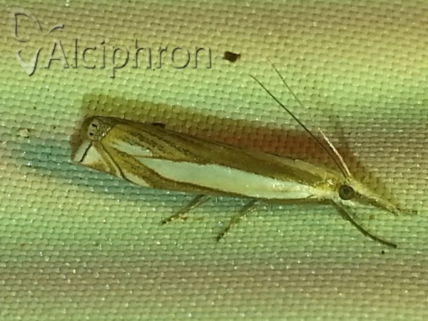 Crambus pascuella