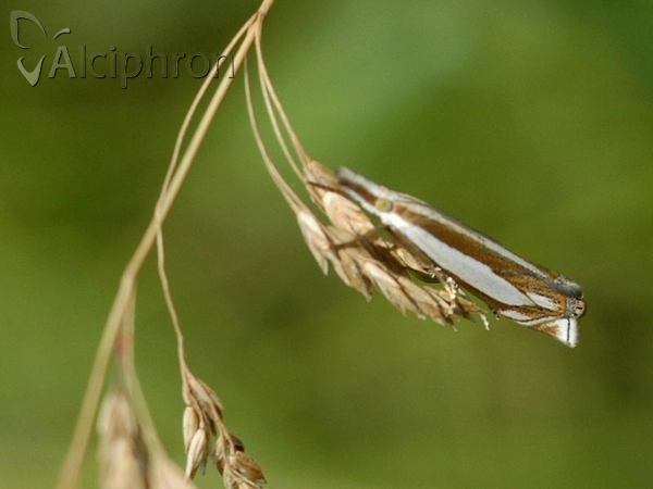 Crambus silvella