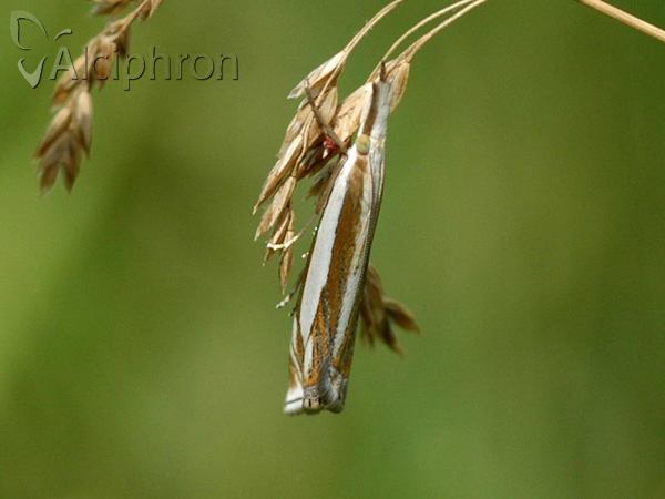 Crambus silvella
