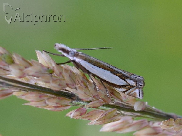 Crambus silvella