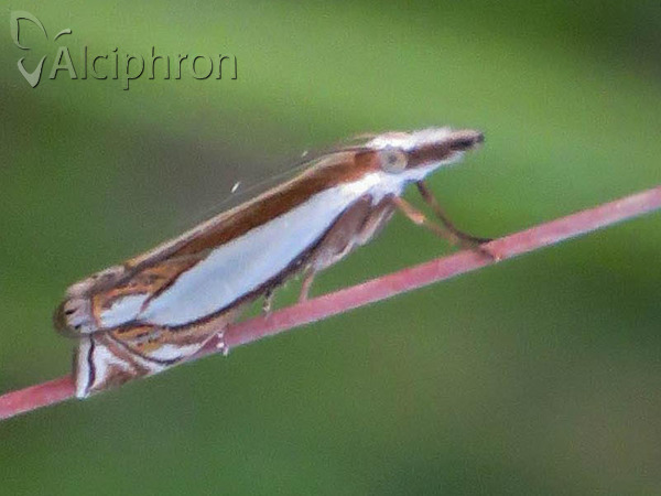 Crambus silvella