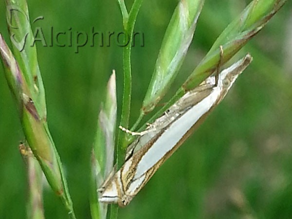 Crambus silvella