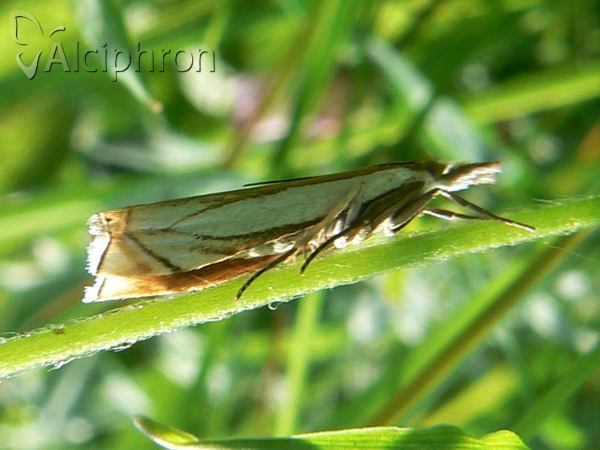 Crambus uliginosellus